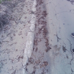 Не убрана придорожная территория 