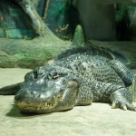 Алигаторы в парке Щербакова