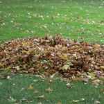 Неубранная территория